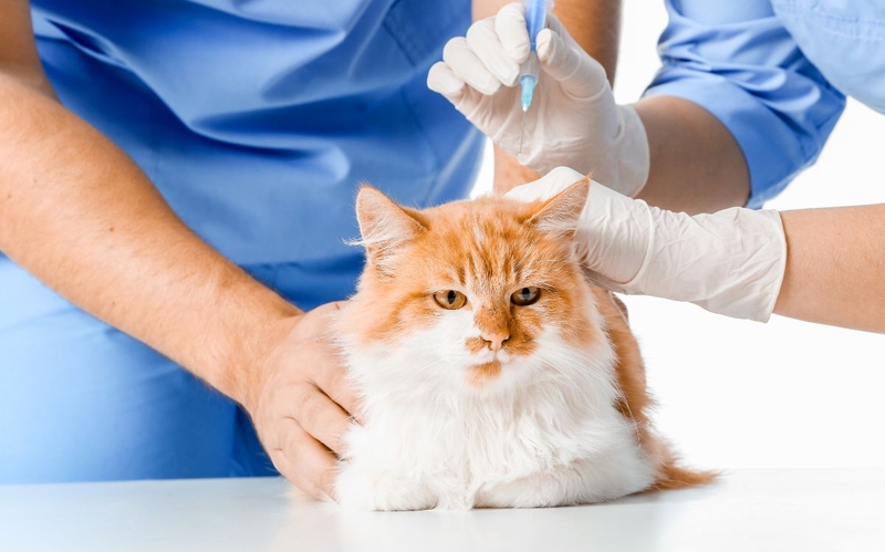 Ngủ với mèo có sao không: Lợi ích và rủi ro cần biết 4