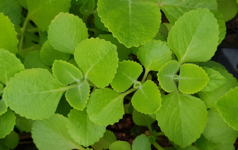 Ngừa cúm, trị ho với siro húng chanh quất đường phèn 1