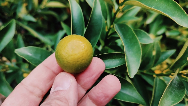 Ngừa cúm, trị ho với siro húng chanh quất đường phèn 2