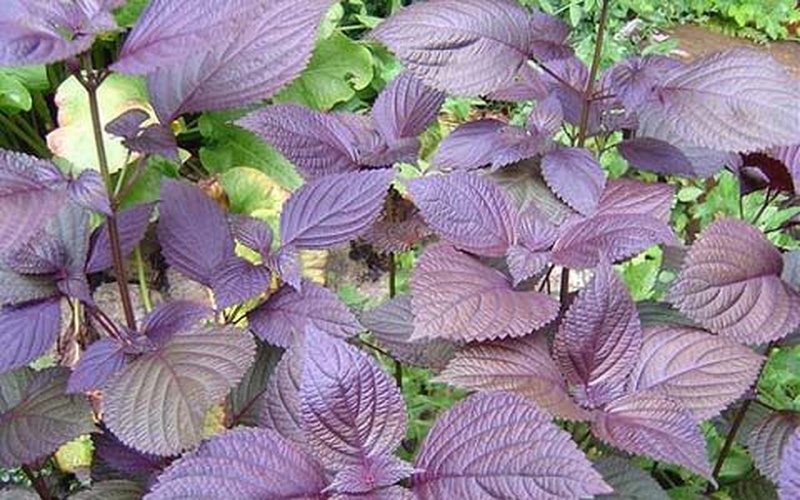 Người bệnh bị phong ngứa uống thuốc gì an toàn và hiệu quả nhất? 3