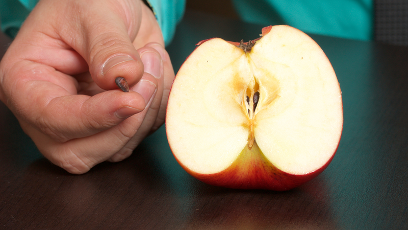 Người bệnh trào ngược dạ dày ăn táo được không? Một số lưu ý khi ăn táo dành cho người bị trào ngược dạ dày 4