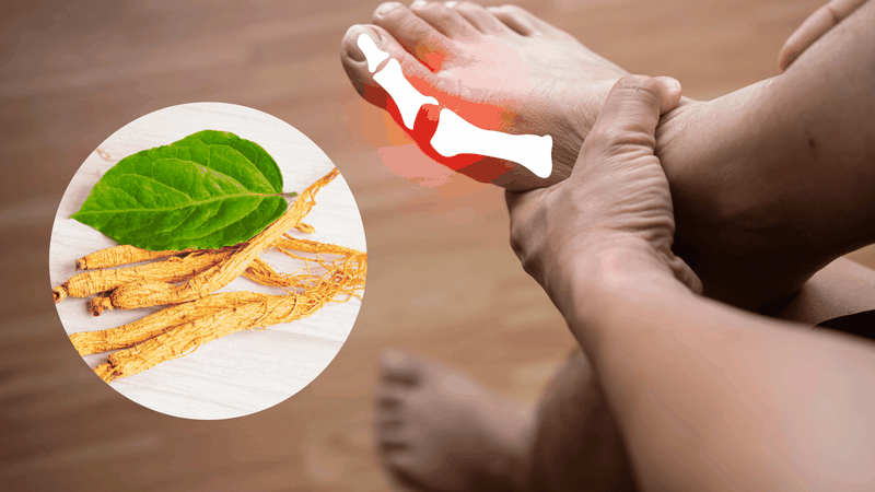 Người bị axit uric cao có nên sử dụng nhân sâm không? 1