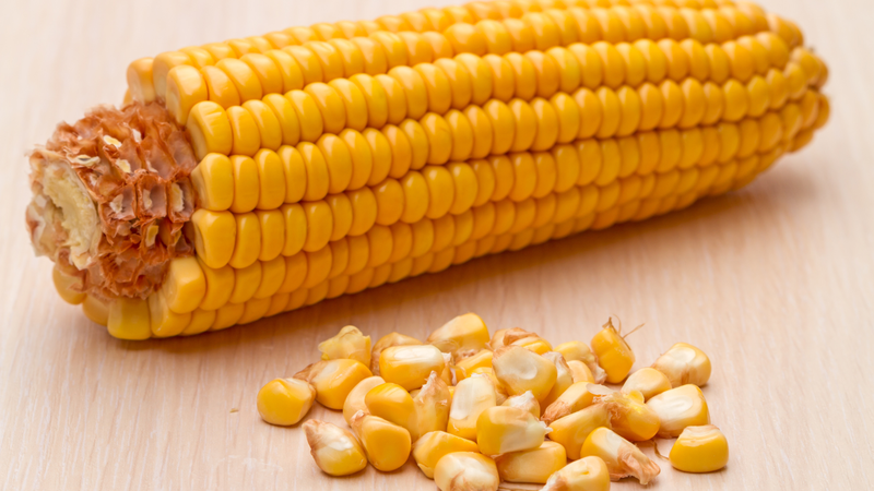 Theo dõi đường huyết sau ăn để đánh giá mức độ phù hợp của lượng bắp đã sử dụng