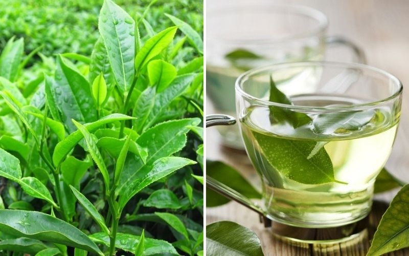 Người bị bệnh xơ phổi nên ăn gì? 4