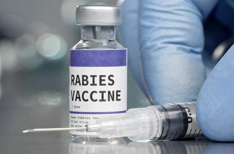Người bị chó cắn sau 10 ngày chích ngừa được không?1