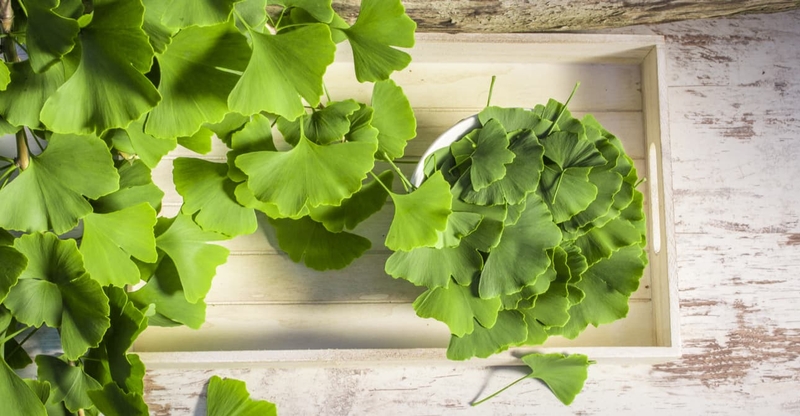 Người bị huyết áp thấp có uống được ginkgo không? 1