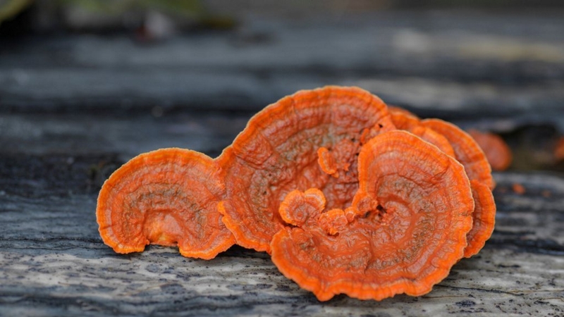 Người bị huyết áp thấp có uống được nấm linh chi không? 1