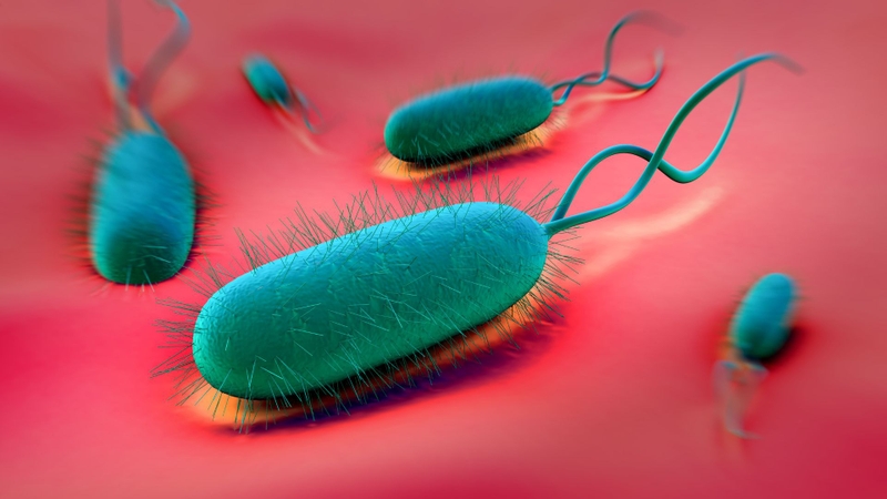 Sữa chua có lợi khuẩn giúp kìm hãm sự nhân lên của vi khuẩn Helicobacter pylori