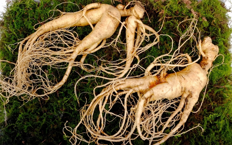 Người cao tuổi uống sâm có tốt không? Tác dụng của nhân sâm đối với người cao tuổi 3