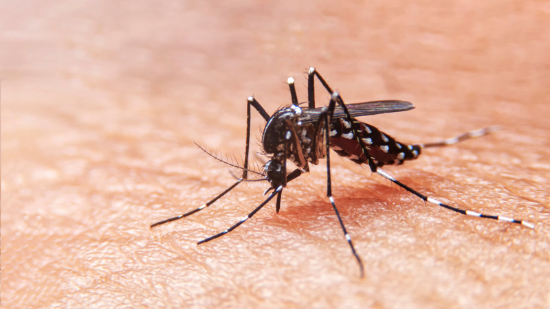 Các bệnh do muỗi truyền rất dễ bùng lên thành dịch sau lũ