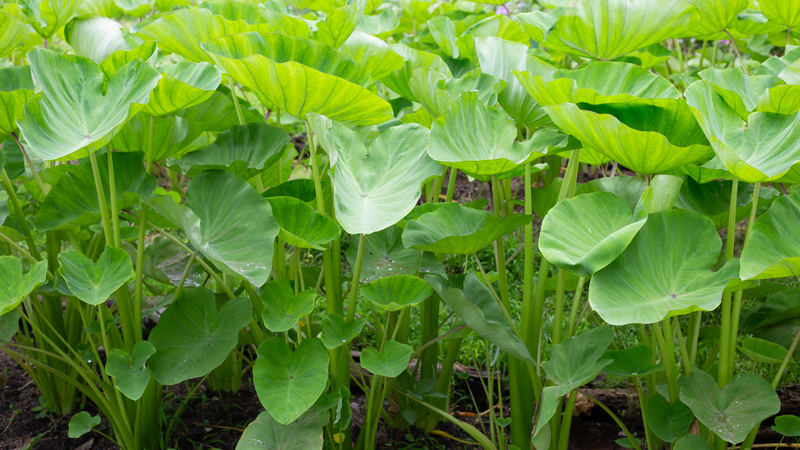 Người đang bị axit uric cao có nên ăn dọc mùng, rau mầm và nấm không? 1