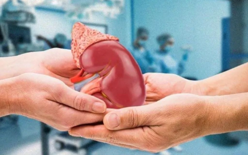 Người ghép thận sống được bao lâu? Những điều bệnh nhân ghép thận cần biết 1