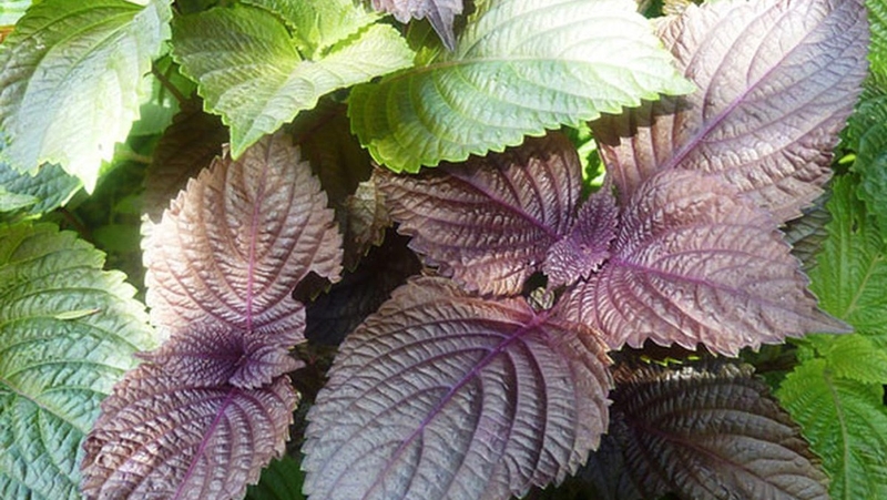 Lá tía tô là một trong những thực phẩm giúp cải thiện hiệu quả khả năng tiêu hóa