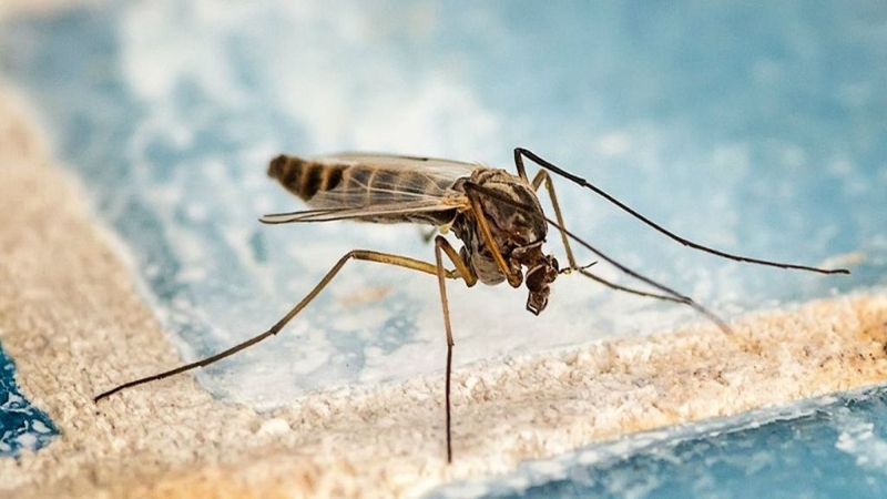 Nguồn gốc phát sinh bệnh viêm não Nhật Bản và cách phòng bệnh 3