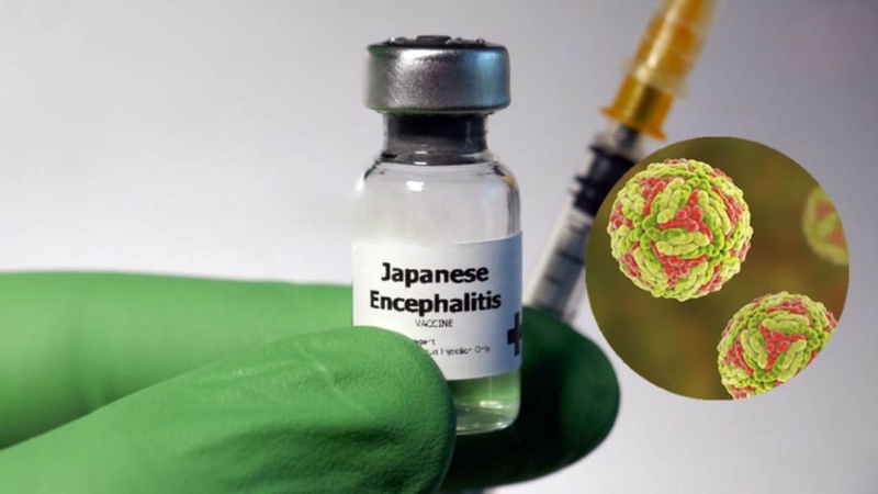 Nguồn gốc phát sinh bệnh viêm não Nhật Bản và cách phòng bệnh 5
