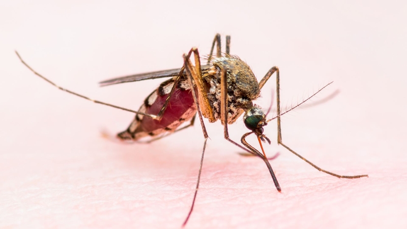 Nguy hiểm từ virus Chikungunya bùng phát khiến WHO phát cảnh báo khẩn cấp 1