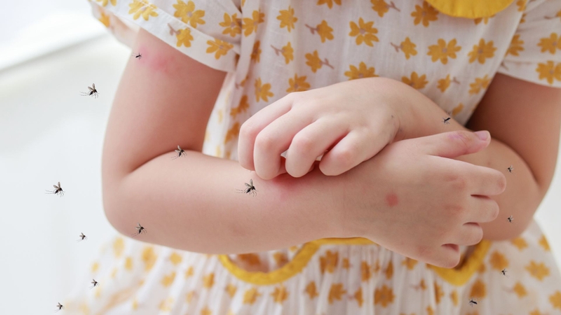 Nguy hiểm từ virus Chikungunya bùng phát khiến WHO phát cảnh báo khẩn cấp 3