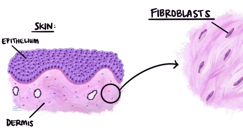 Nguyên bào sợi và những ứng dụng trong làm đẹp 1