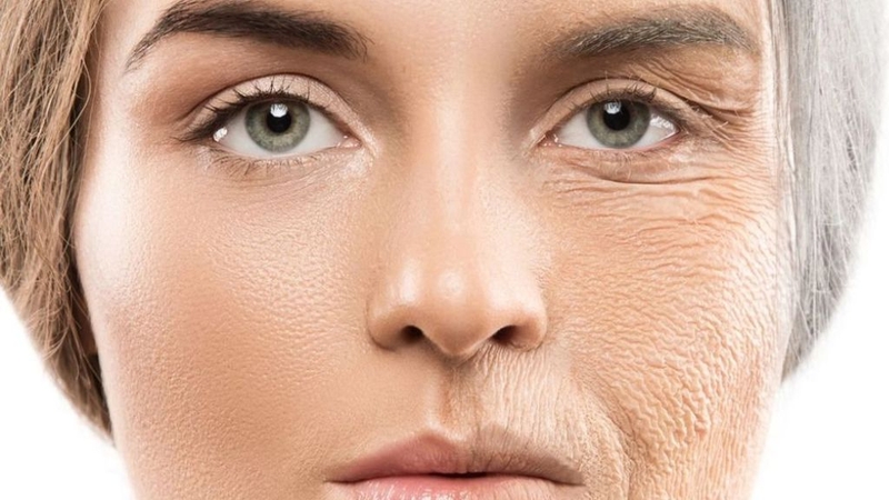 Nguyên bào sợi và những ứng dụng trong làm đẹp 2