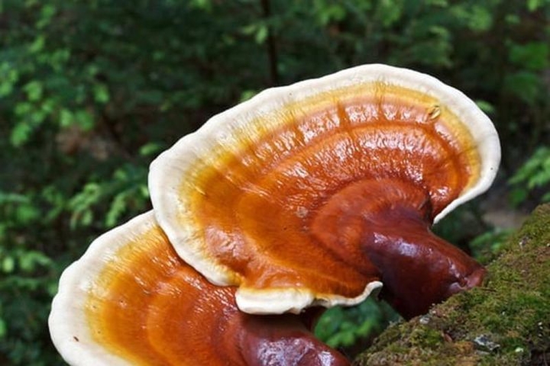 Hiện nay, ngày càng có nhiều người muốn trồng nấm lim xanh.