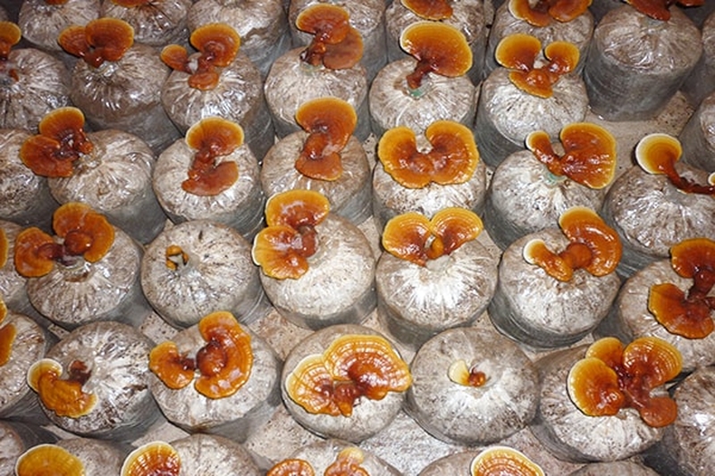 Phương pháp trồng nấm lim xanh bằng mùn cưa.