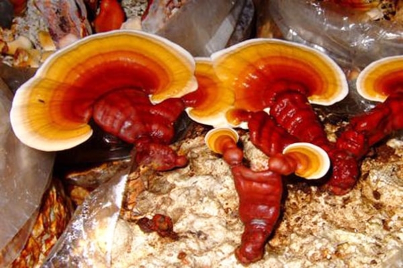 Cách chăm sóc nấm lim xanh.