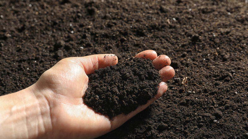 Nguyên nhân gây bệnh Whitmore là gì? Những ảnh hưởng của bệnh Whitmore đối với sức khỏe 1