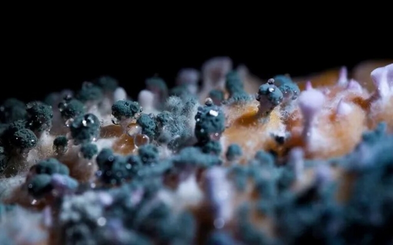 nguyen-nhan-gay-di-ung-voi-nam-moc-va-cach-phong-ngua 1.jpg