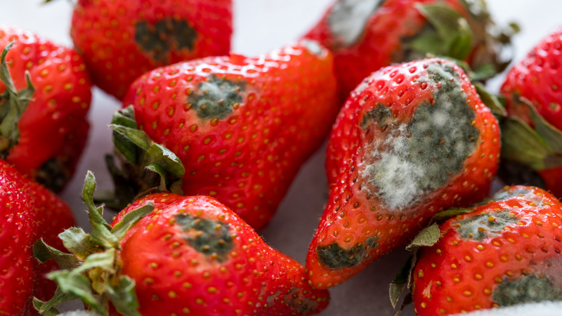 Không sử dụng dấu hiệu ôi thiu, mốc, hỏng dù chỉ một phần