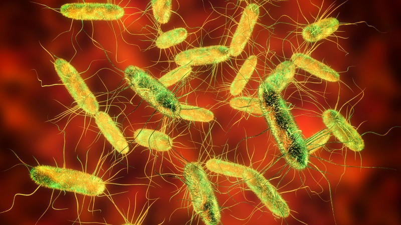 Vi khuẩn Salmonella là một trong những nguyên nhân dẫn đến ngộ độc thực phẩm