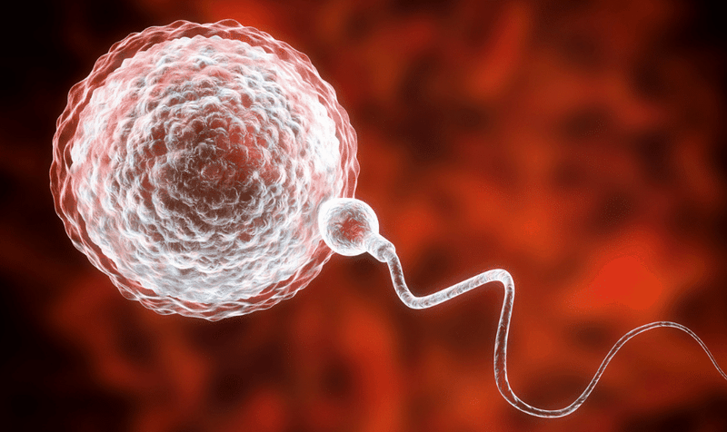 Nguyên nhân phôi bất thường? Có cách nào để can thiệp? 1