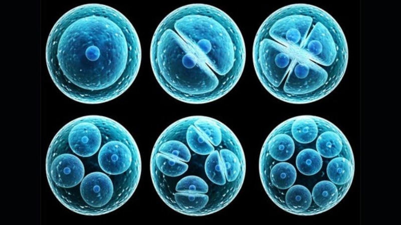 Nguyên nhân phôi bất thường? Có cách nào để can thiệp? 2