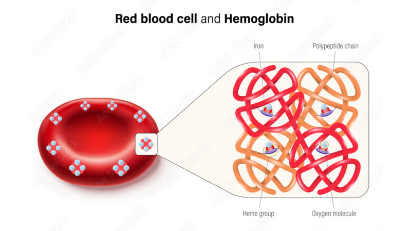 Nguyên nhân thiếu máu và các xét nghiệm đánh giá thiếu máu bạn cần biết 3