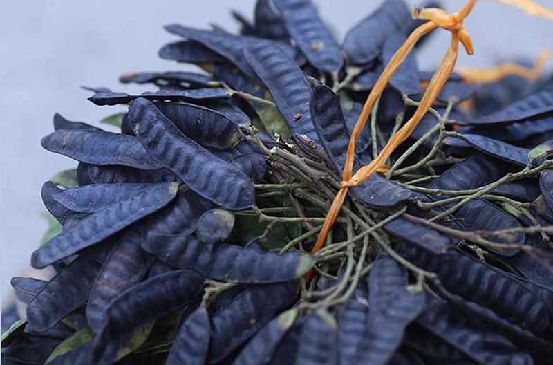 Nguyên nhân, triệu chứng của hắc lào sinh dục và bài thuốc chữa trị dân gian 3