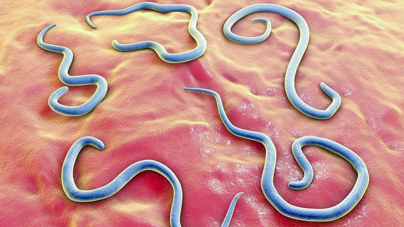 Nhận diện 4 dấu hiệu bị giun đũa chó? Cách điều trị thế nào? 1