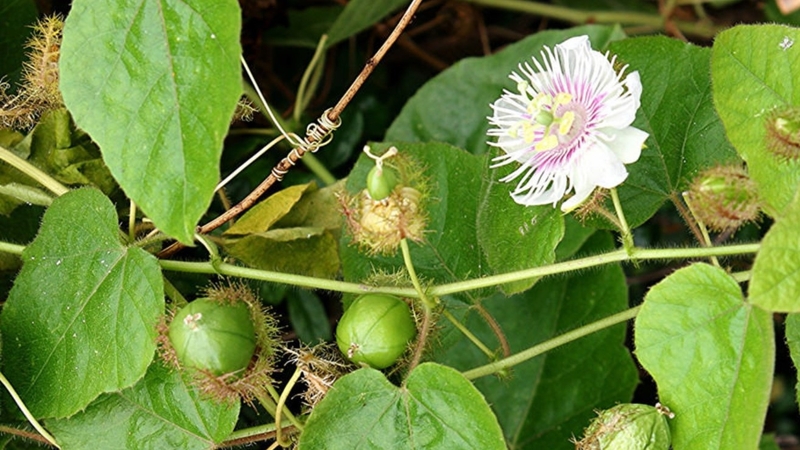 Nhãn lồng: Dược liệu giúp bạn ngủ ngon 1.jpg