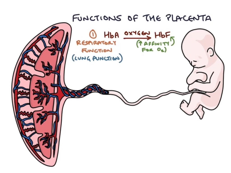 Nhau thai là gì? Những vấn đề về nhau thai mẹ bầu cần phải biết là gì? 3