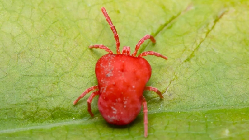 Nhện đỏ có độc không? Nhận biết và tác hại của nhện đỏ 1