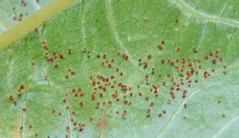 Nhện đỏ có độc không? Nhận biết và tác hại của nhện đỏ 2