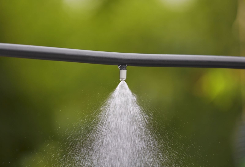 Nhện đỏ có độc không? Nhận biết và tác hại của nhện đỏ 3