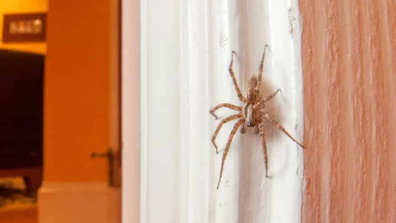 nhện nhà có độc không 1