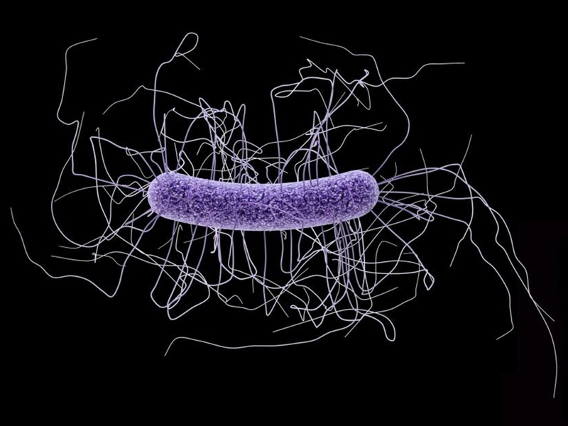 Nhiễm Clostridium Difficile có những triệu chứng gì? 1