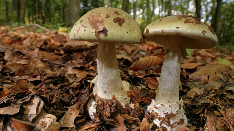 Nhiễm độc Amanita toxin nguy hiểm như thế nào? 1