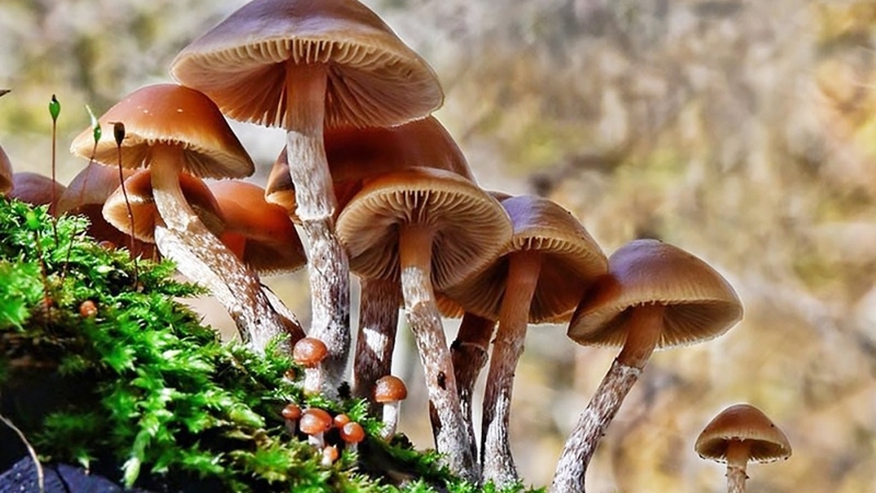 Nhiễm độc Amanita toxin nguy hiểm như thế nào? 2