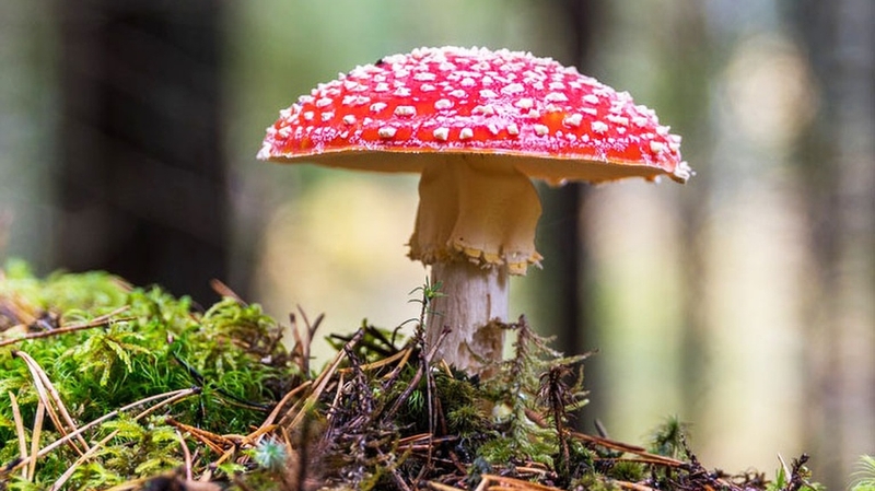 Nhiễm độc Amanita toxin: Nguyên nhân, triệu chứng và cách điều trị 2