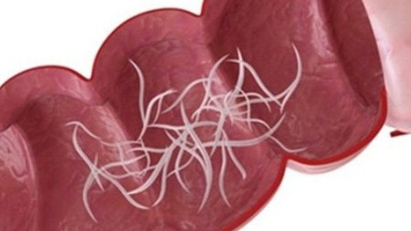 Phương thức lây truyền chính của bệnh giun lươn là qua đường da, niêm mạc