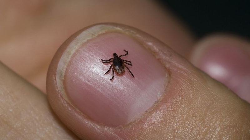 Vẫn có nguy cơ ký sinh trùng máu ở chó lây sang người