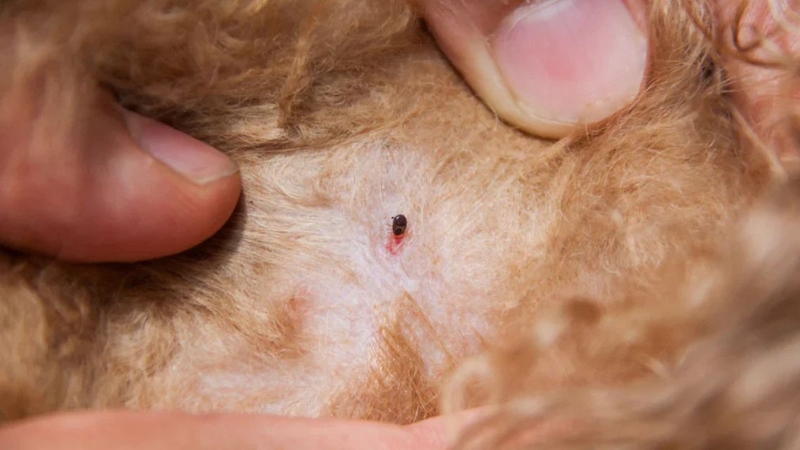 Nhiều người lo lắng bị&nbsp;nhiễm ký sinh trùng máu ở chó