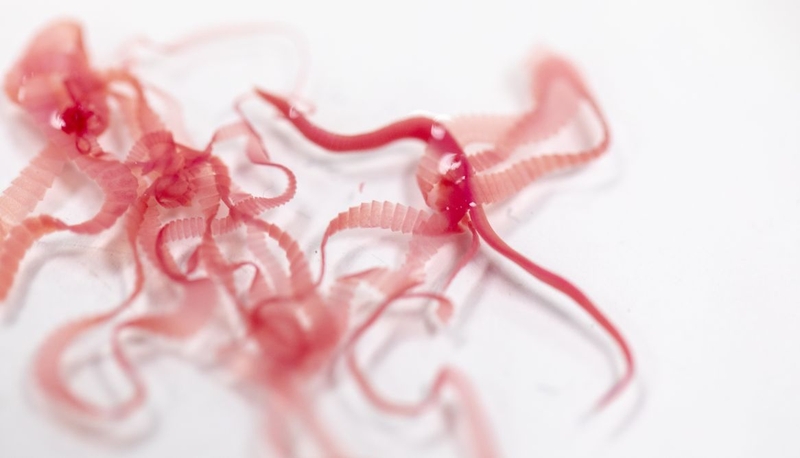 Nhiễm sán chó có tái phát không? Phòng ngừa nhiễm sán chó tái phát 1