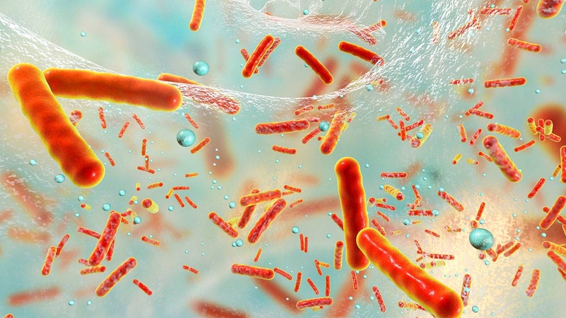 Nhiễm trùng máu là gì? Chi phí chữa bệnh nhiễm trùng máu là bao nhiêu? 1